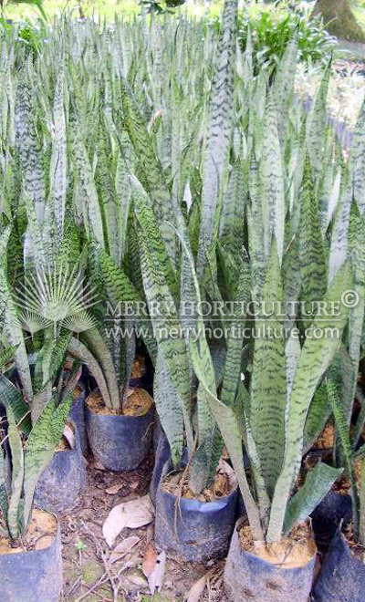 Sansevieria trifasciata green